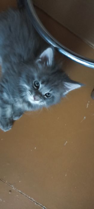 Продам котят Мейн куна
