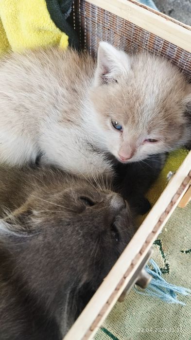 Отдам в добрые руки котят