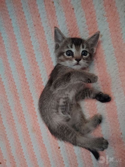 Котенок в добрый руки