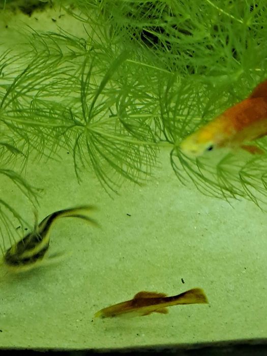 Pesti exotici acvariu aclimatizati