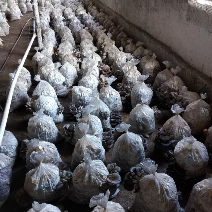 Qo'ziqorin urug'i ,Семена мицелий Грибов вешинки  КА 17 штп