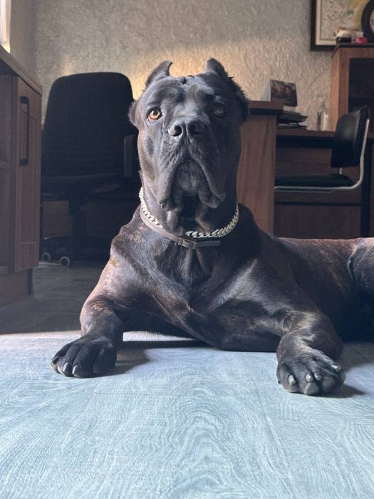 Продаётся щенок Кане-корсо