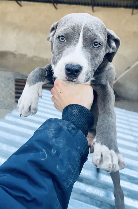 Щенки питбуля XXL