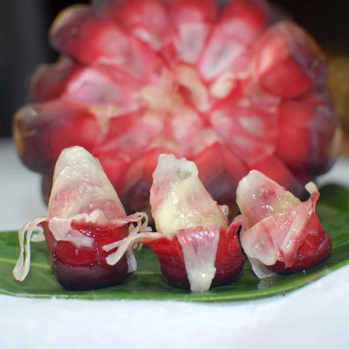 Kadsura cocconie kochatlari sotiladi sovuqga chidamli