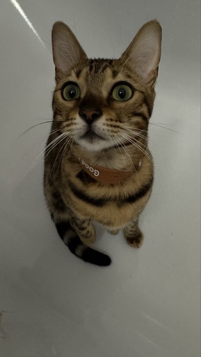 Продам кошку Бенгальскую