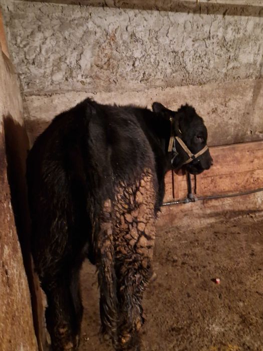 Tăurasi de vânzare