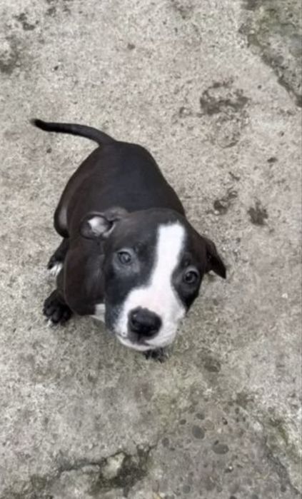 Питбультерер с хорошым родословным