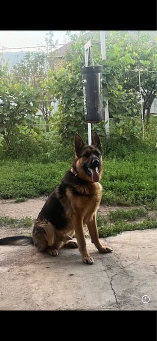 Немецкая овчарка для вязки