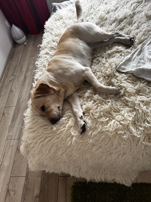 Девочка ищет мальчика для вязки лабрадор