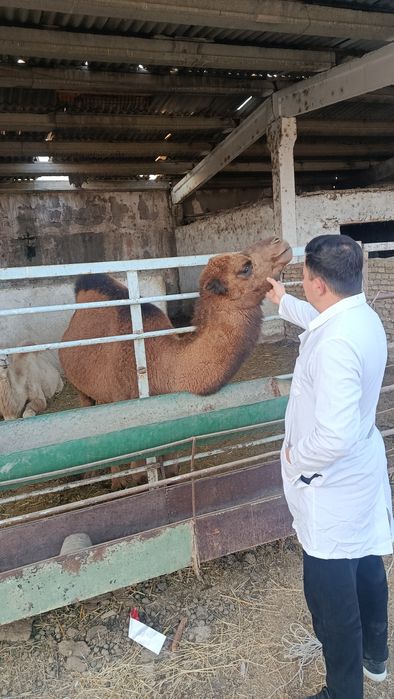 VETERINAR XIZMATI   Ветеринарные услуги