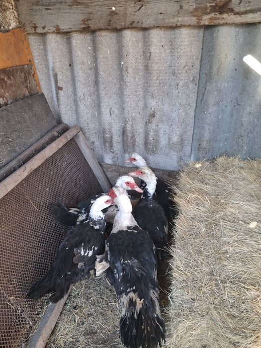 Продам индоуток семейка