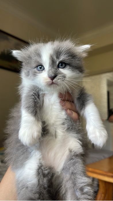 Вислоухий 2 месяца