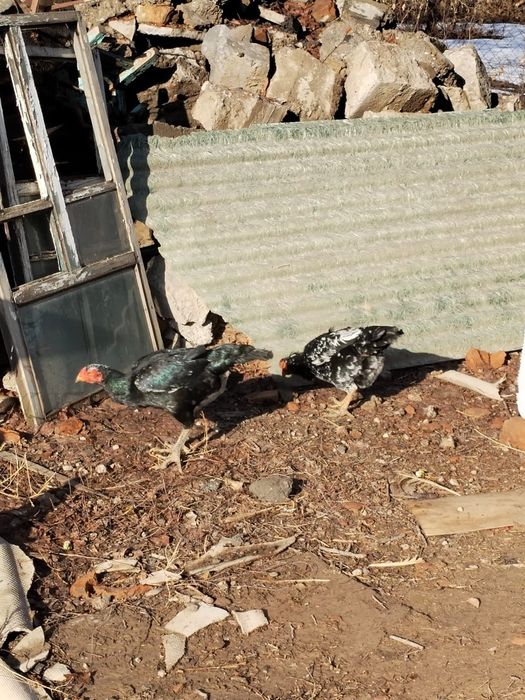 Продам даканов..