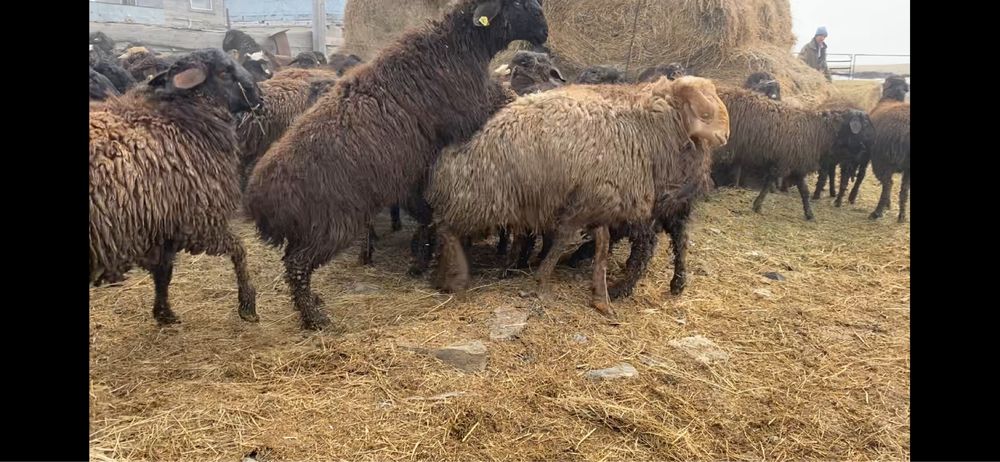 Токты кошкар сатылады