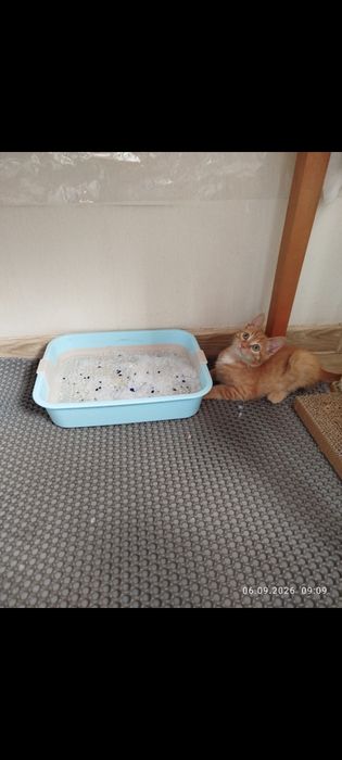 Отдам в надёжные руки