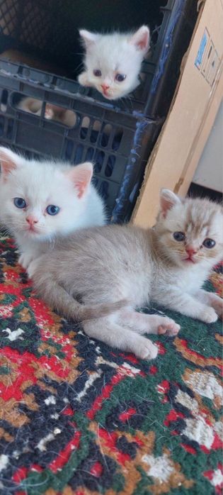 Продается котят