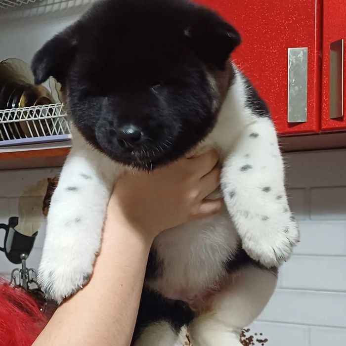 Щенки красивые с документами