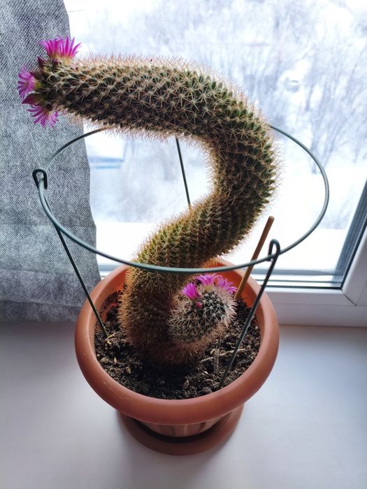 Продам кактус цветущий