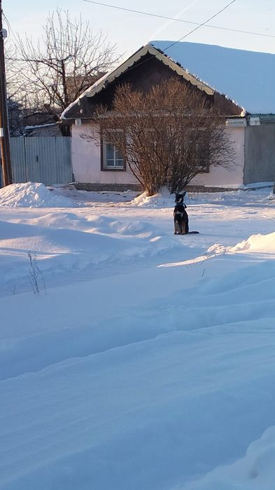 Собака потерялась, чья?