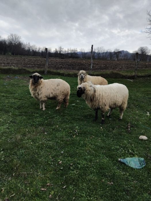 De vanzare oi si berbec