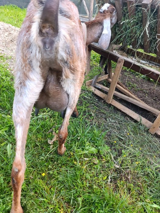 Capra anglinubiana, ieduță și tapisor