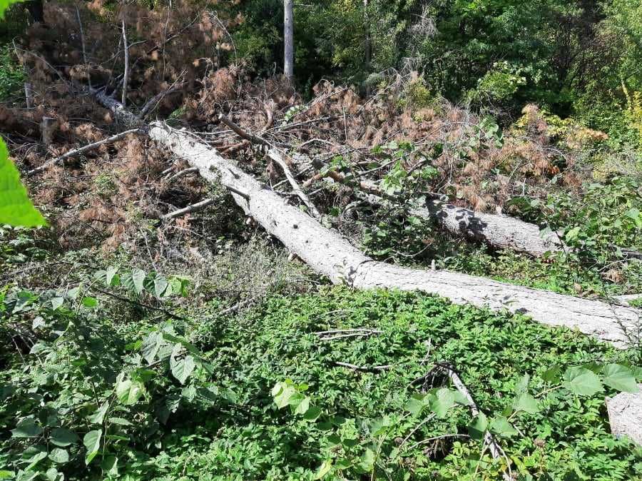 Борови трупи не окастрени, цена по договаряне