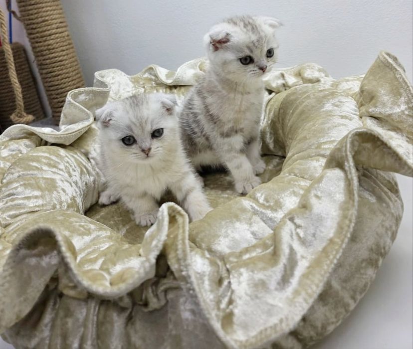 КотИки ВисЛоухИе ШотЛанДскиЕ