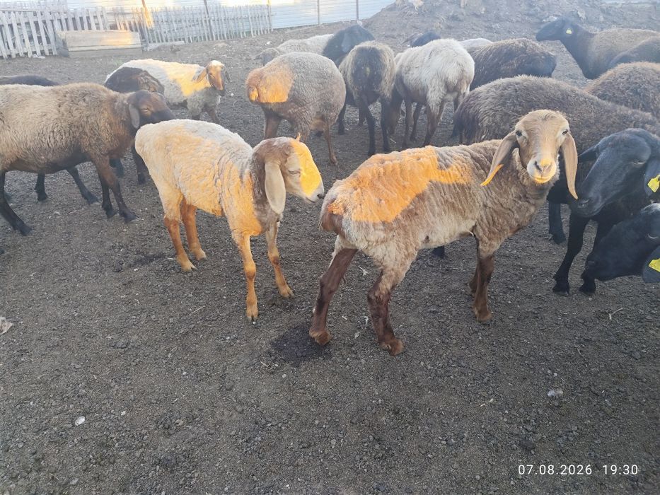 Продам. Баранов костратов