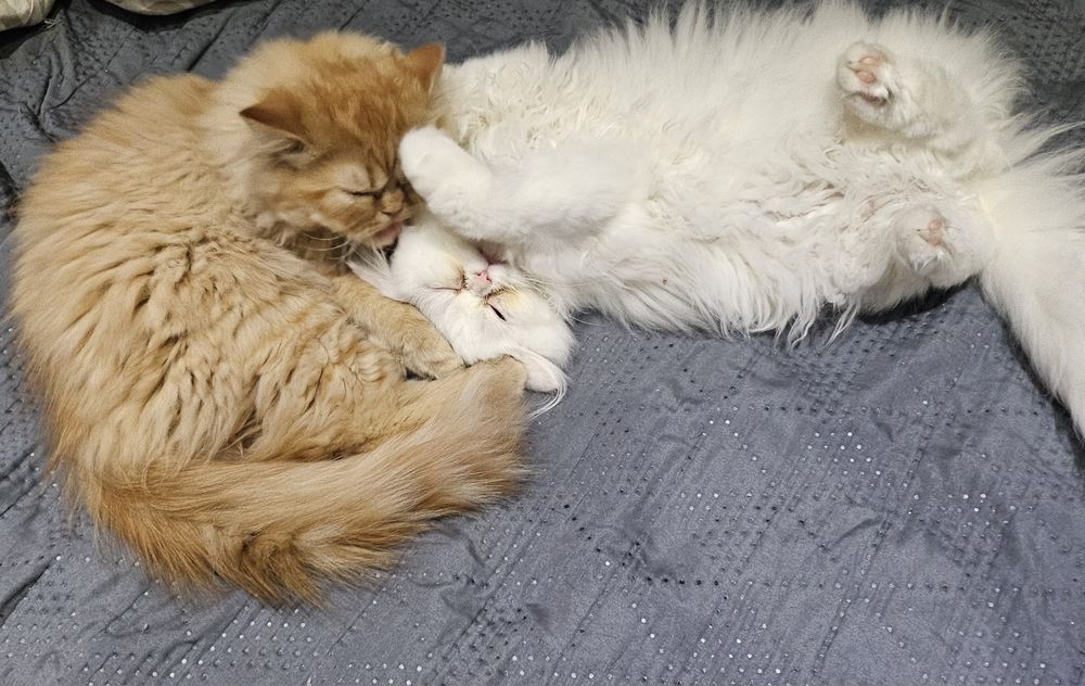 Продавам персийски котенца