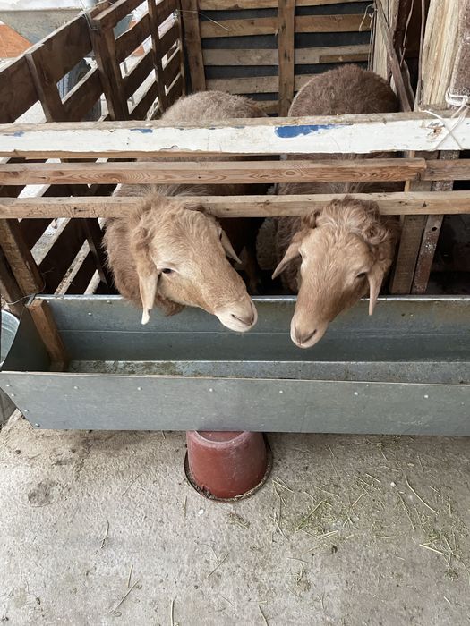 Кучкорлар сотилади