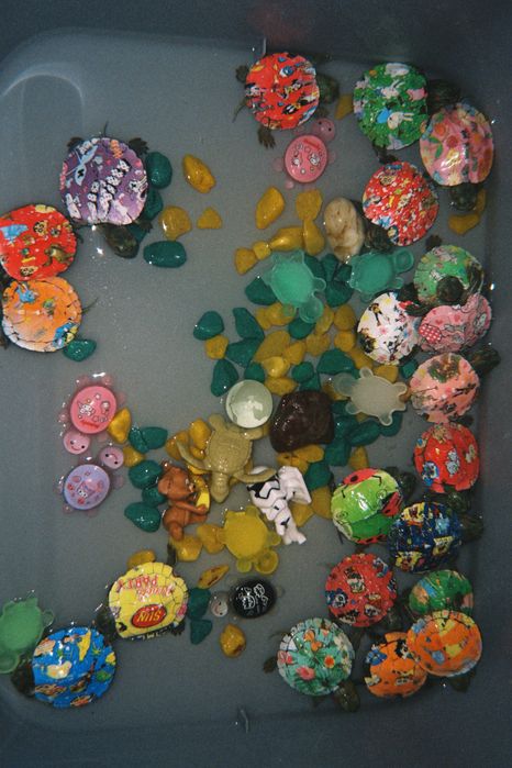 черепаха краснаухая