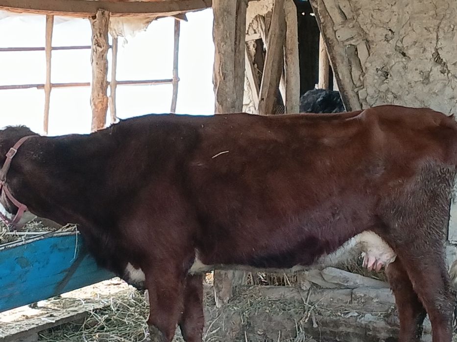 Ona bola sigir sotiladi 1 qorin bolasi buqqa icha yana bugʻoz