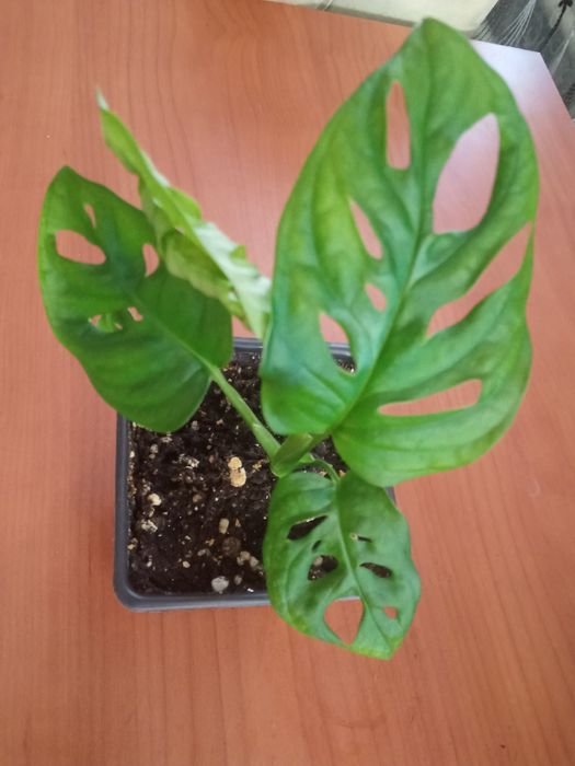 Сингониум Пинк Альба Неон