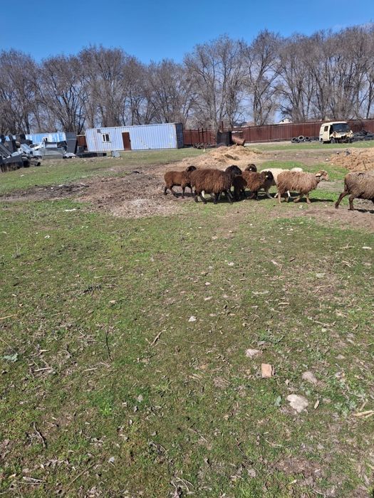 Қошқарлар сатылады