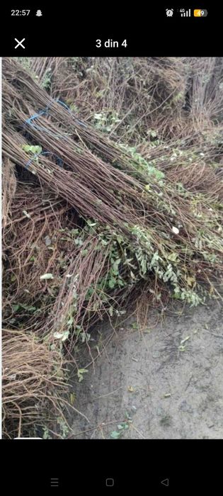 Vând puieții tratați și comestibil