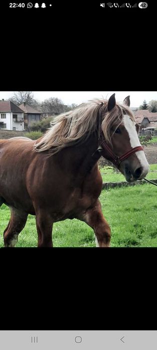 Vand sau schimb manz