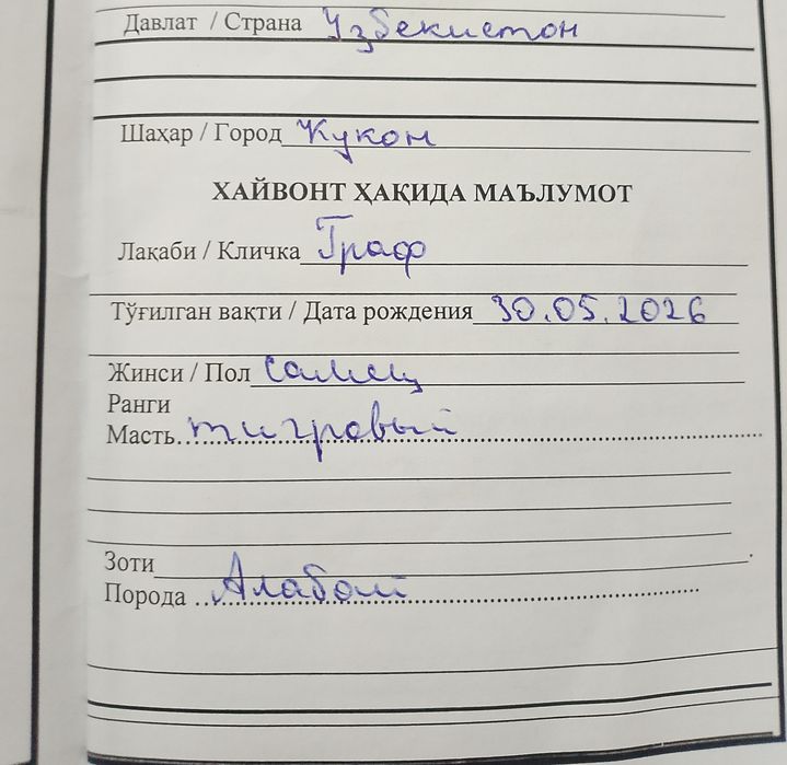 Среднеазиатская овчарка
