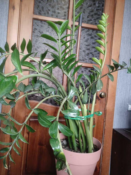 Цветок замиакулькас долларовое дерево