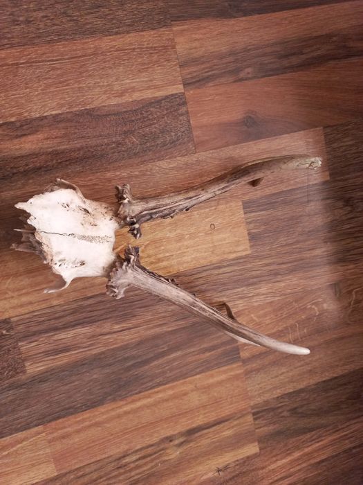 еленски рога различни