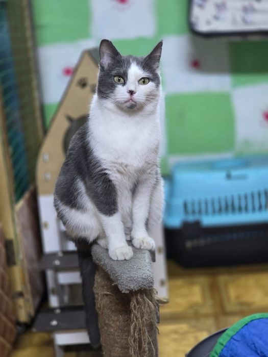 Кошечку отдам только в любящие руки