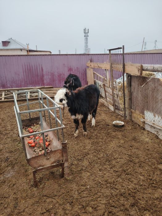 Баспақ сатыладыы