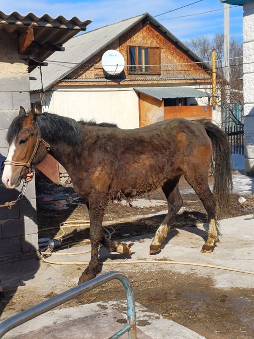 Байтал  сатылады