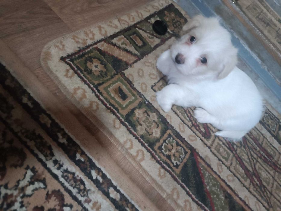 Donez 4 pui caine de rasa 6 saptamani