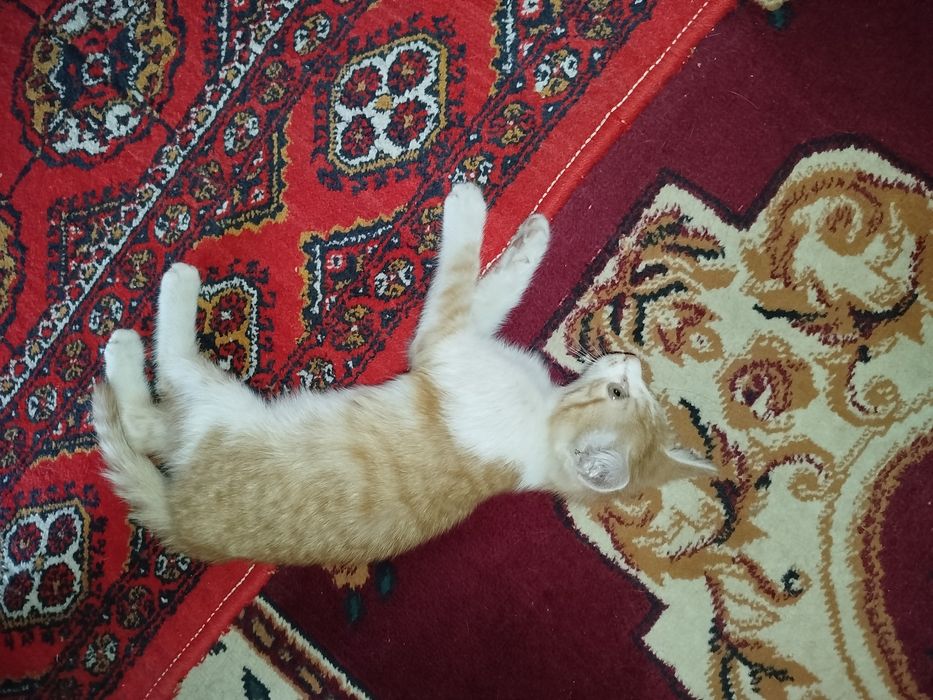 Котенок в добрые руки
