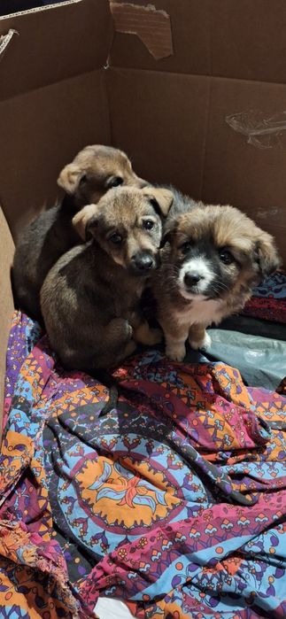 Кученца Подарявам, СПЕШНО в град Пловдив!