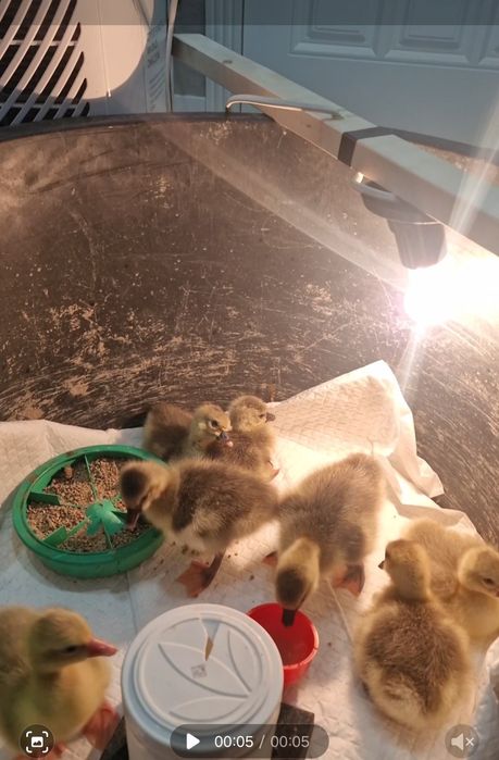 Гусята суточные .