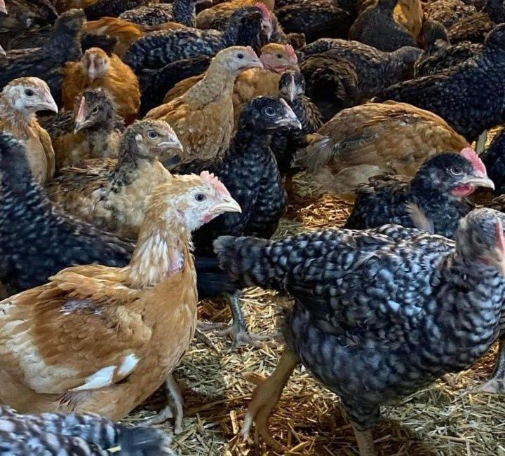 Avem pui alb de carne și pui rasă mixtă