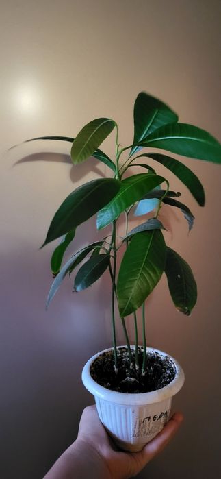 Манго живое дерево