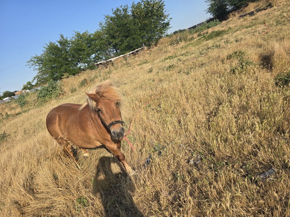 Poneita de vanzare talie medie