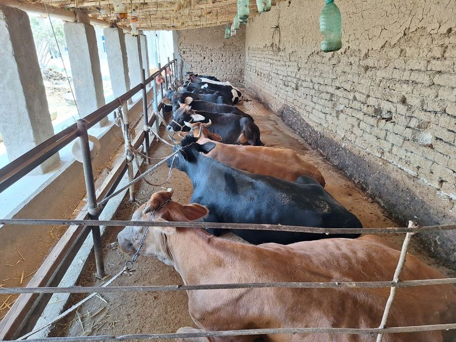 Чорва моллари тирик вазнда ва сўйиб бериш хизматлари